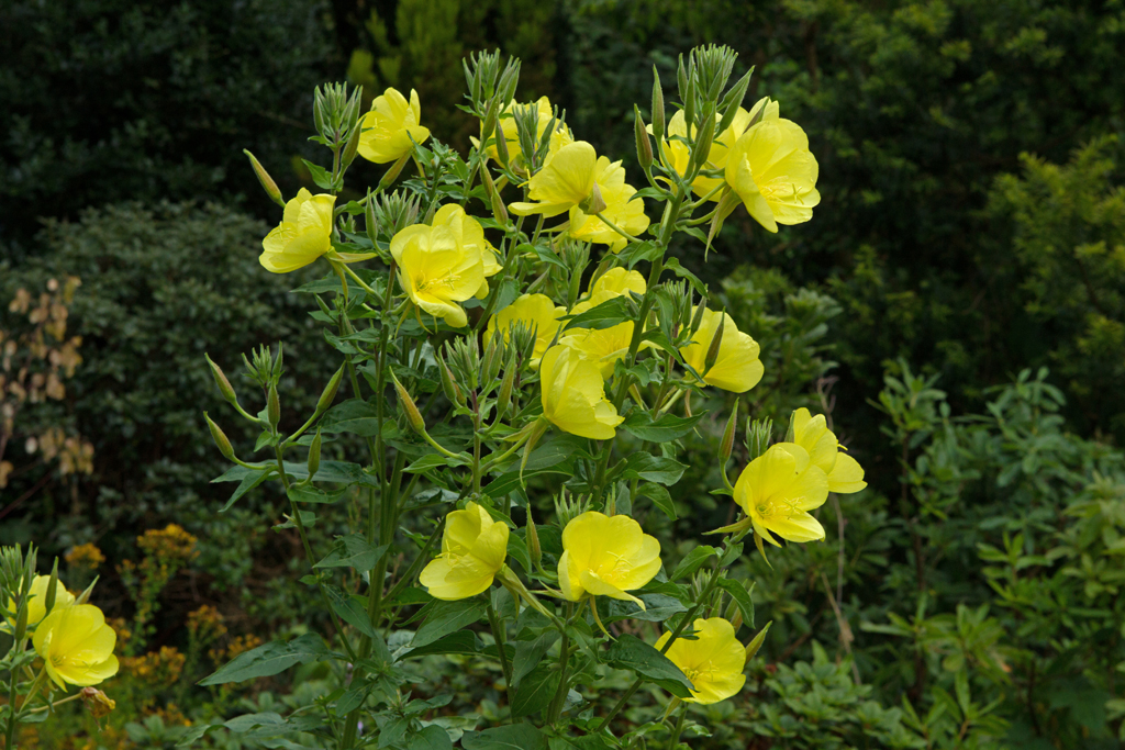 Oenothera Evening Primrose Teunisbloem